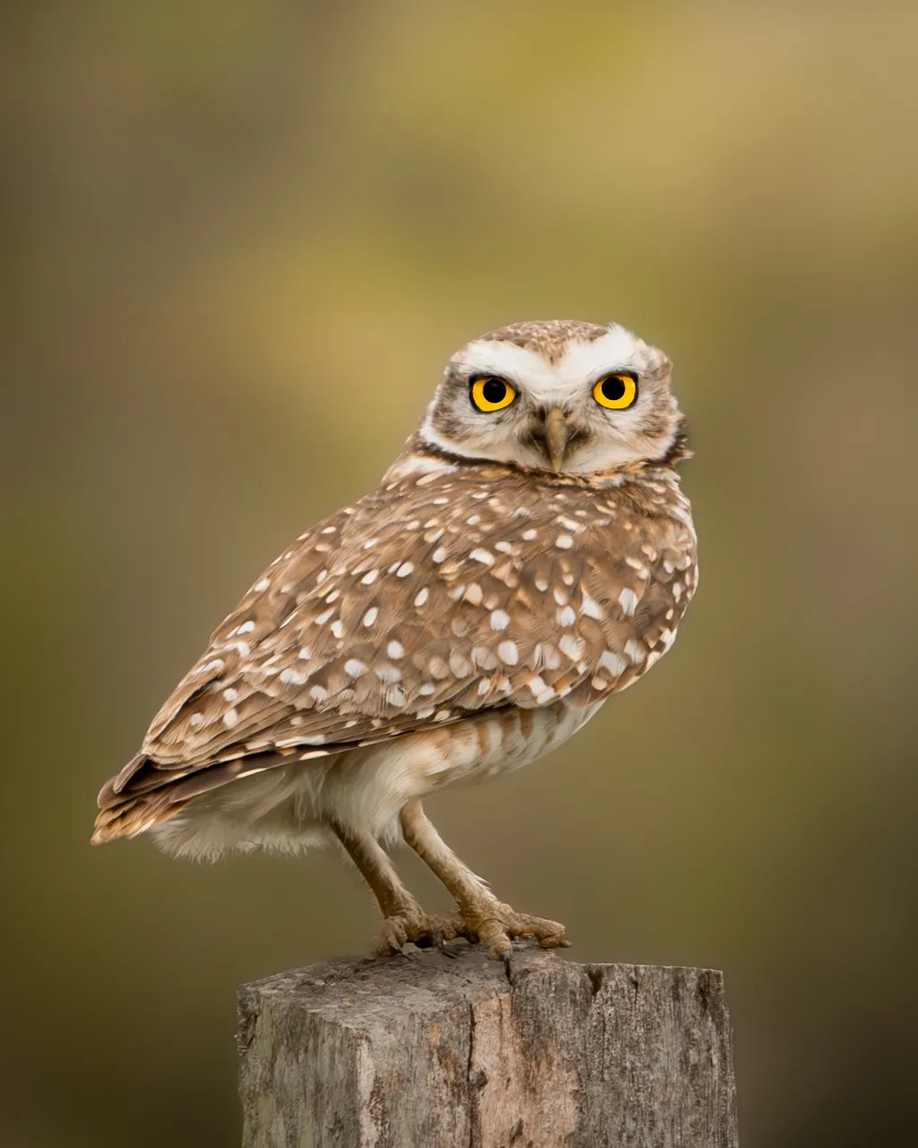 Alert Burrowing Owl