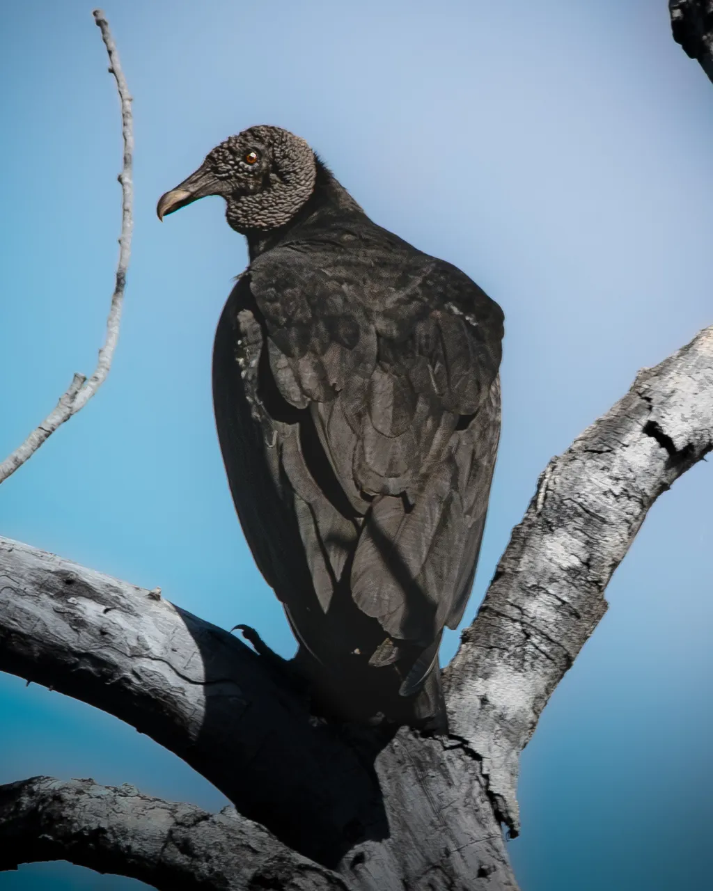 Black Vulture