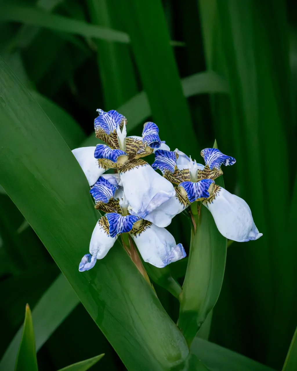 Blue And White Iris