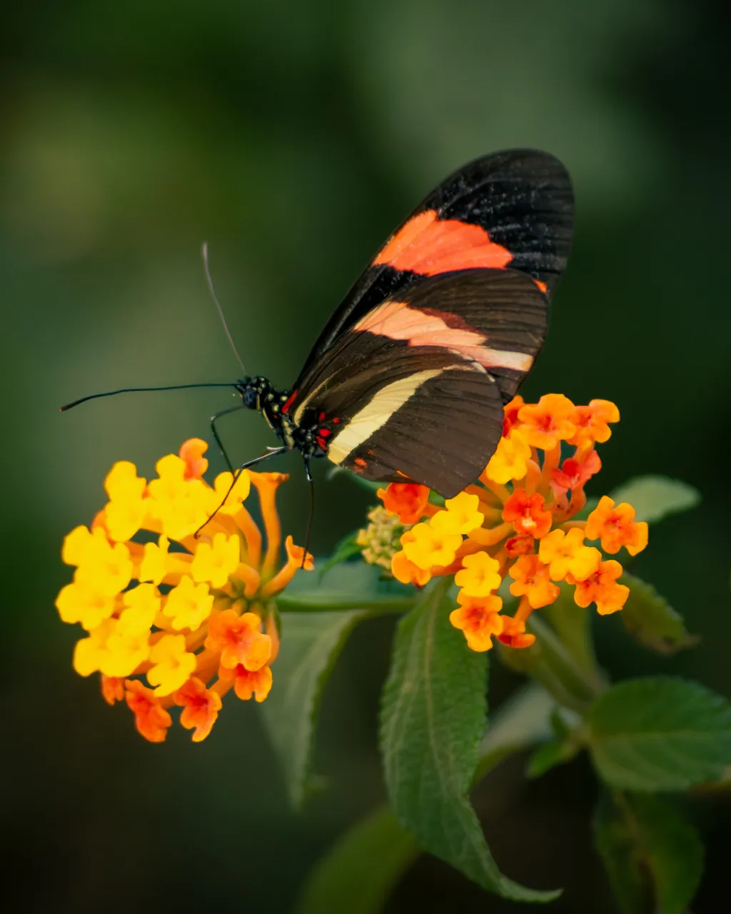 Butterfly On Yellow Flowers