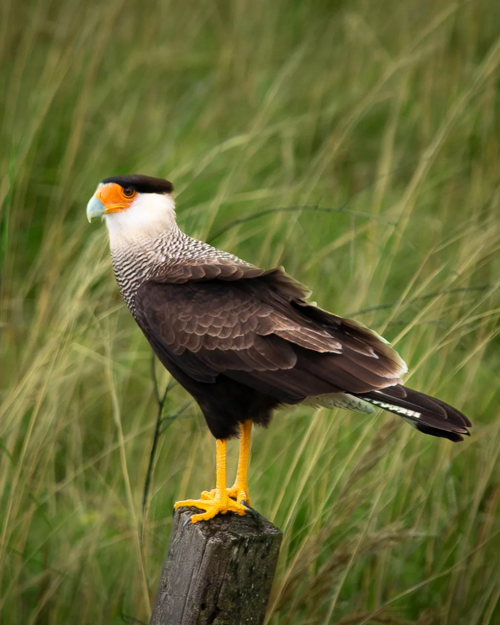Crested Caracara