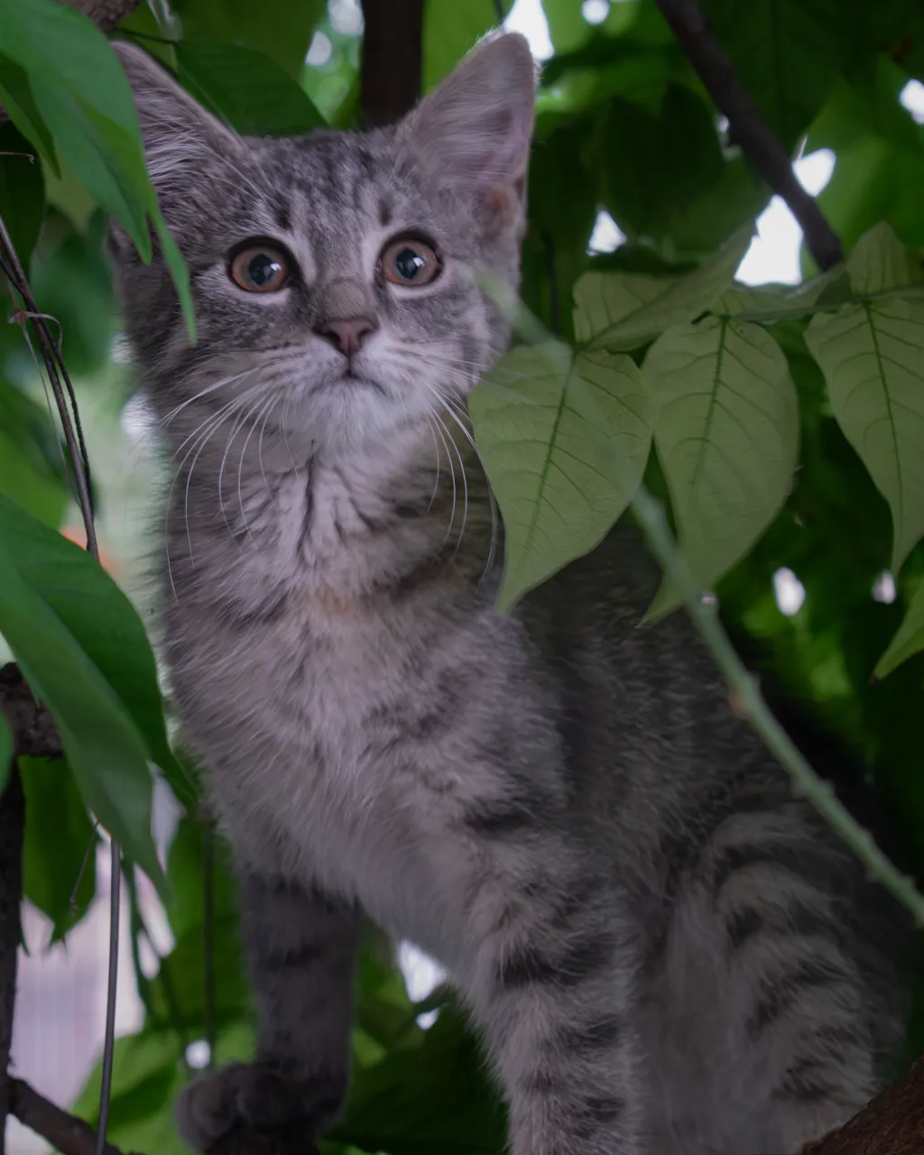Curious Kitten In Leaves