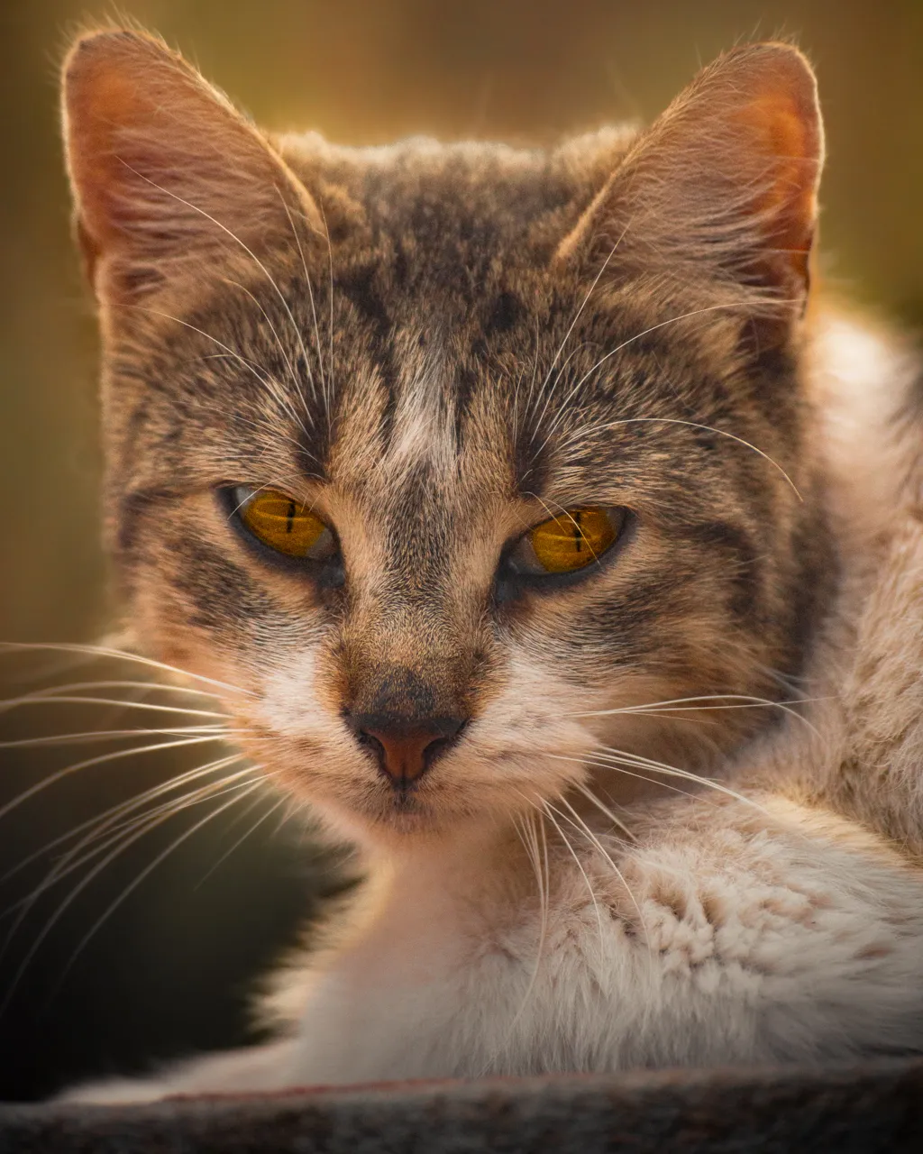 Golden Gaze