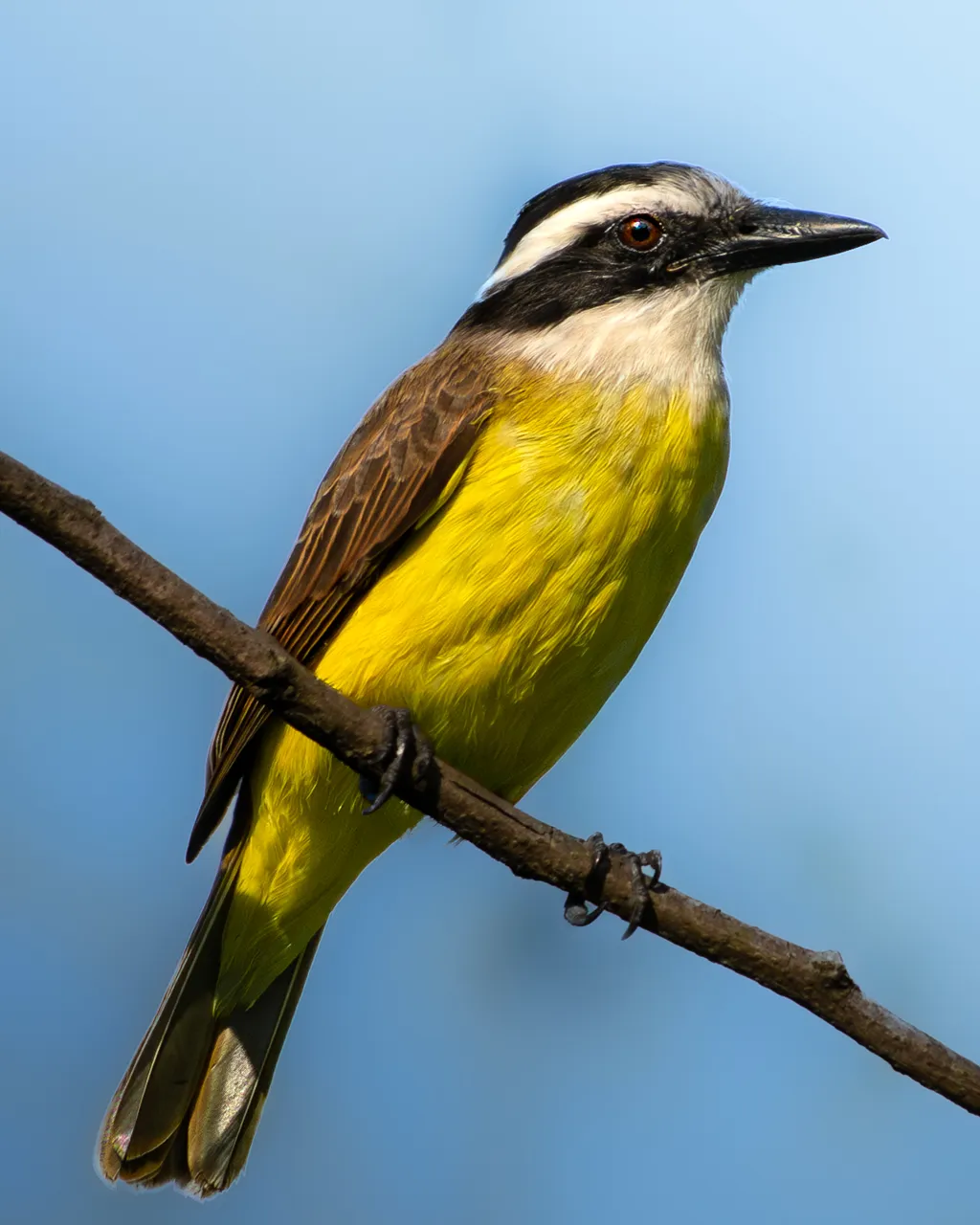 Great Kiskadee