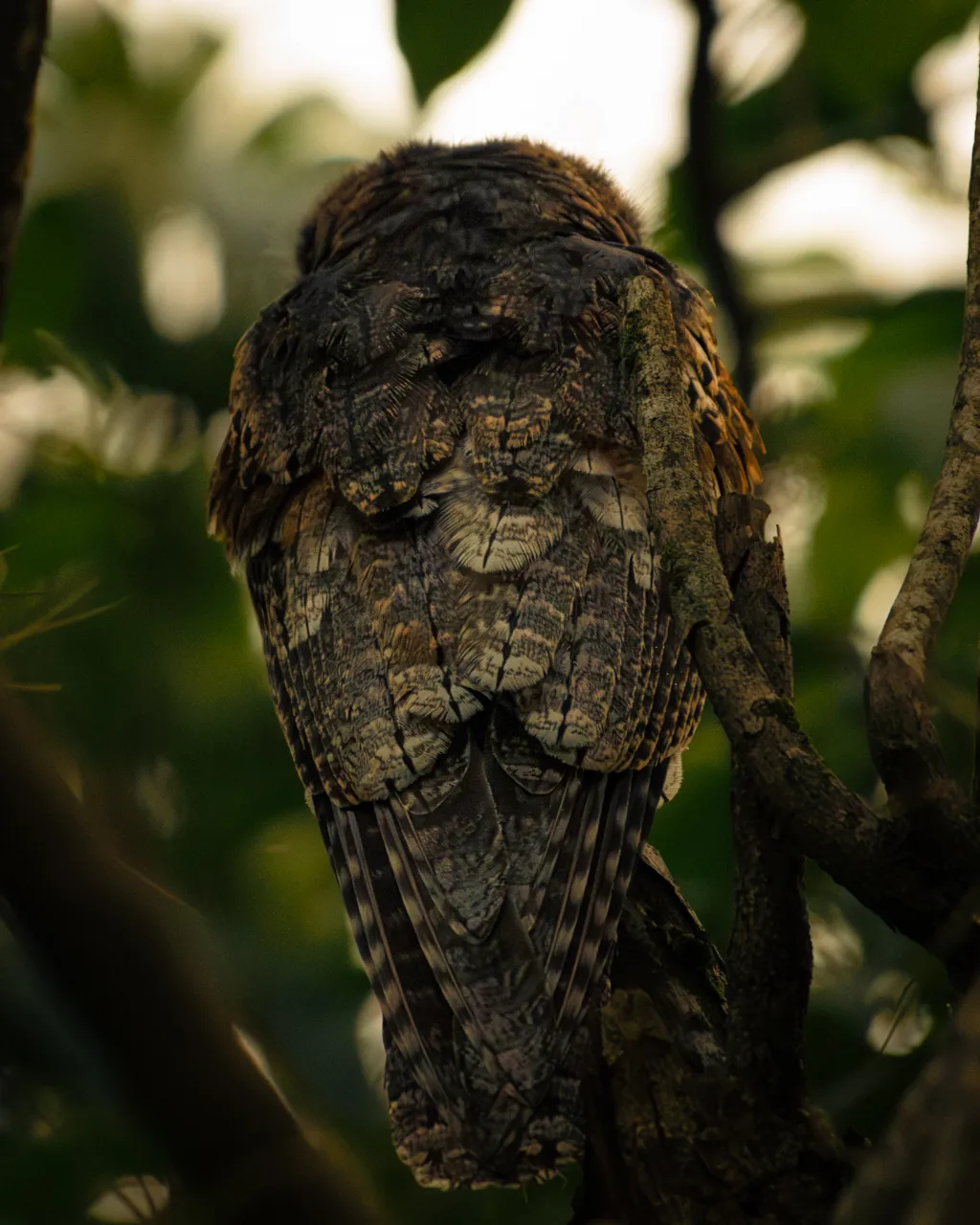 Hidden Tree Potoo