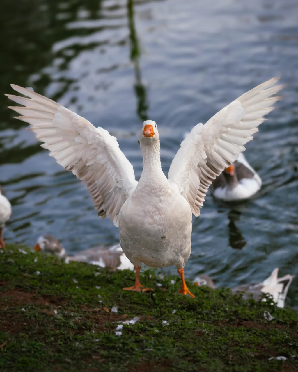 Majestic Wing Spread