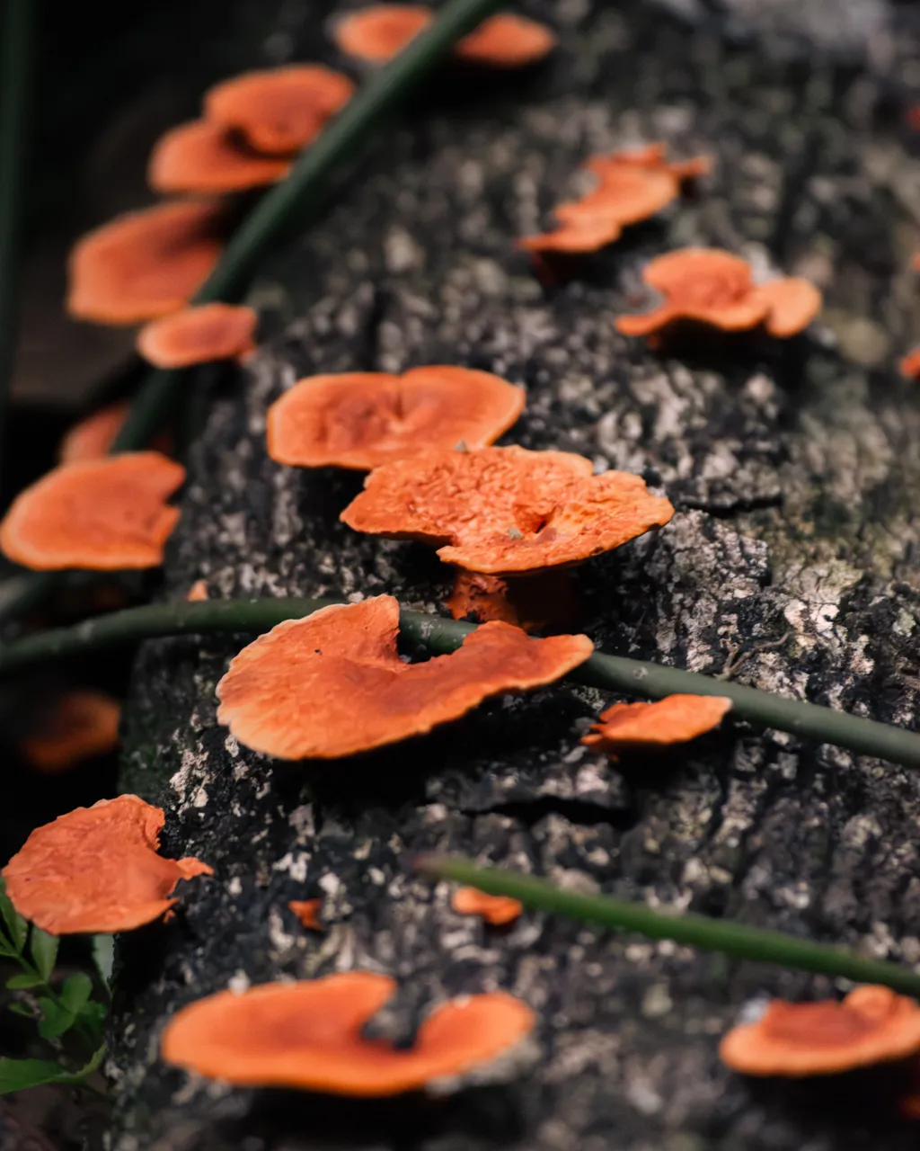 Orange Fungi On Log