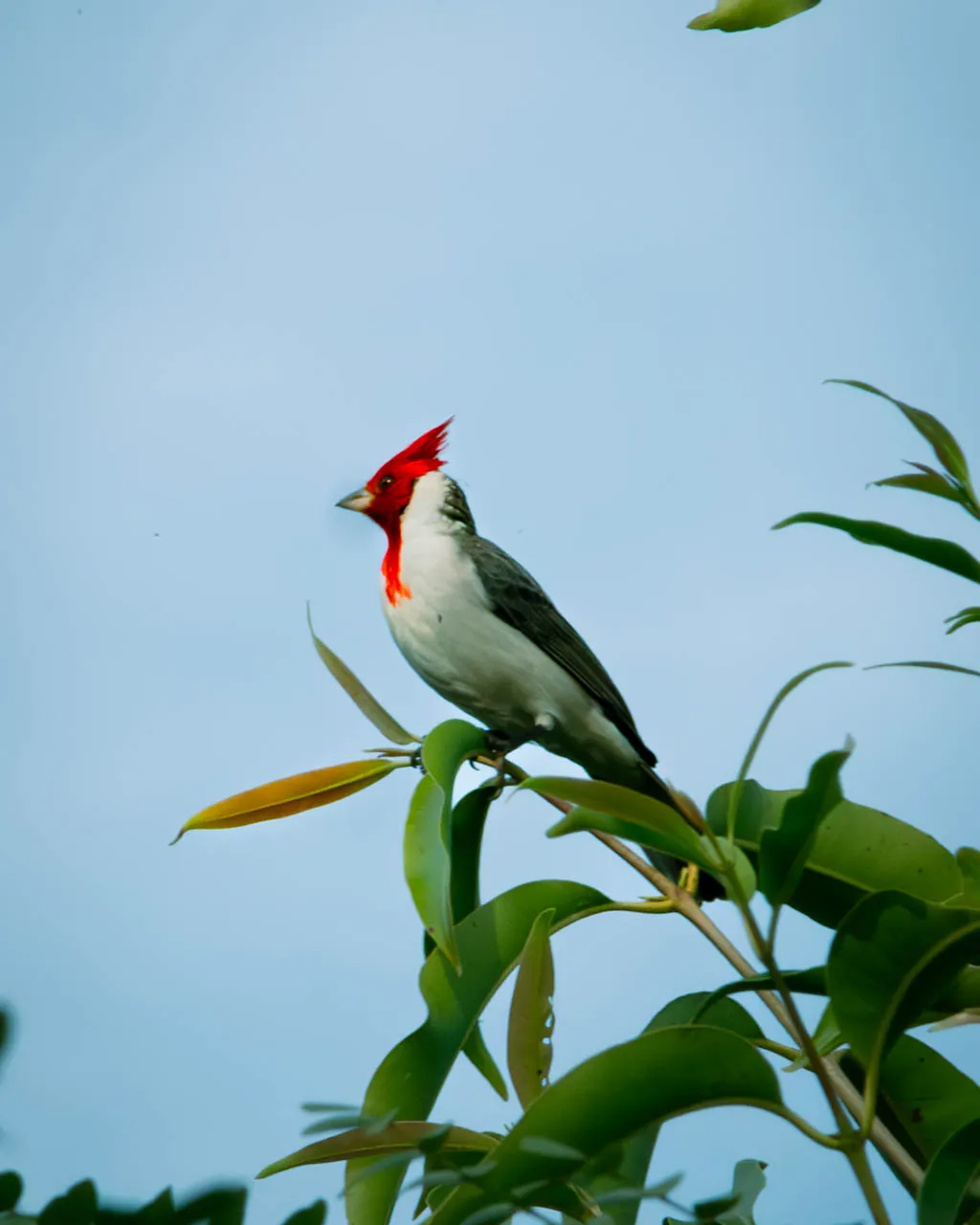 Red-crested Cardinal