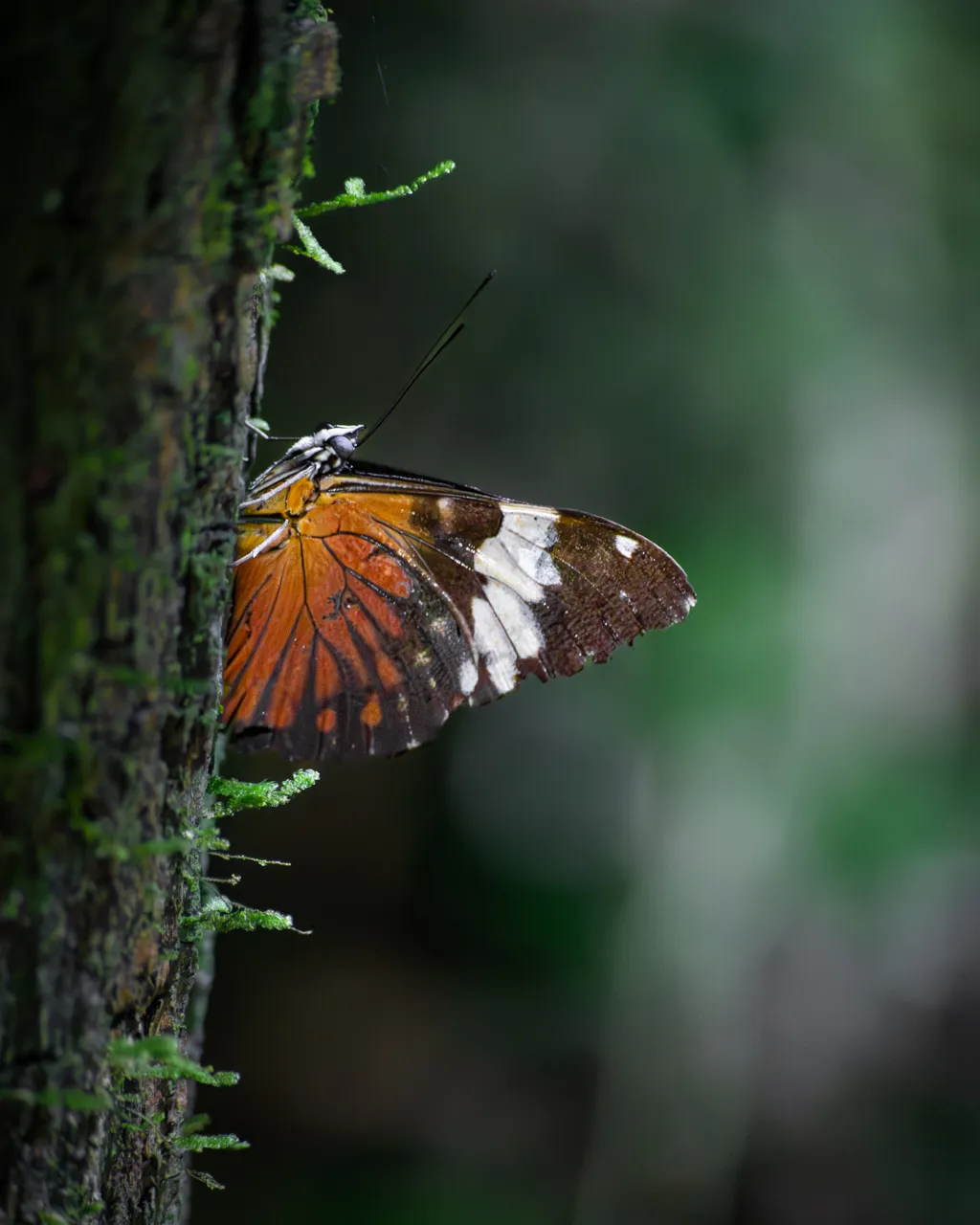 Resting Postman Butterfly
