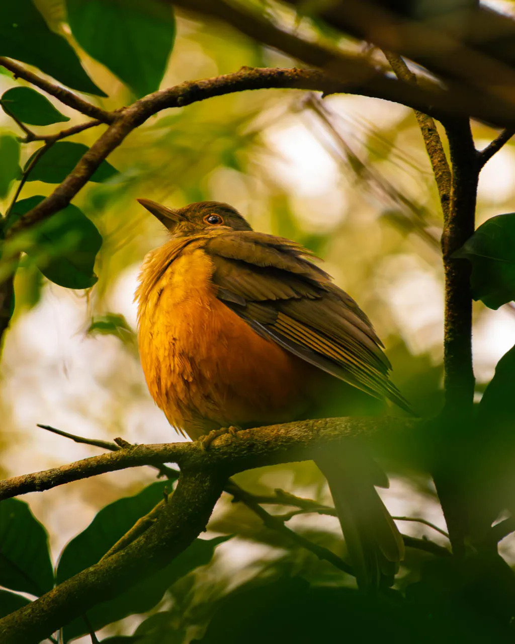 Rufous Hornero
