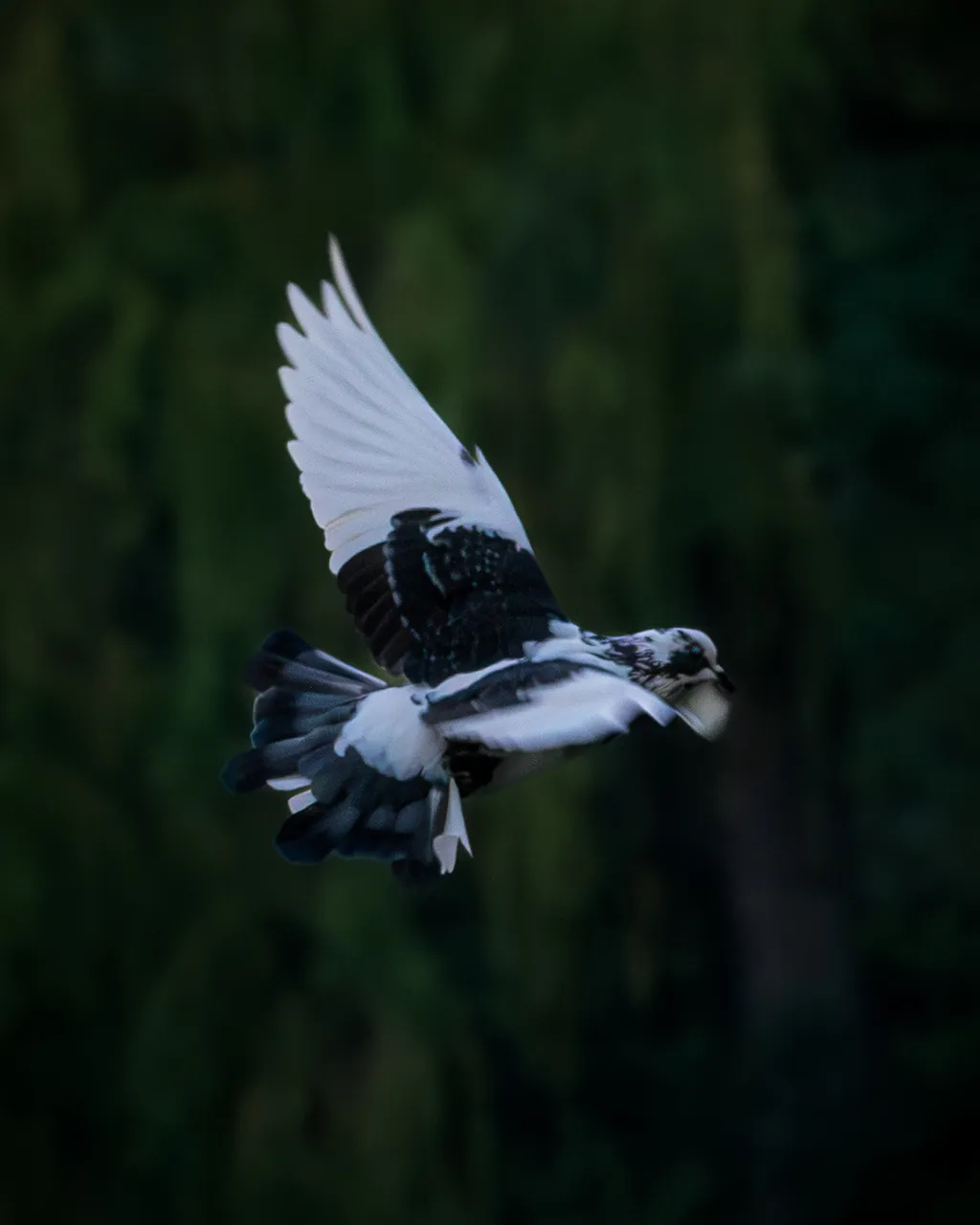 Soaring Pigeon Flight