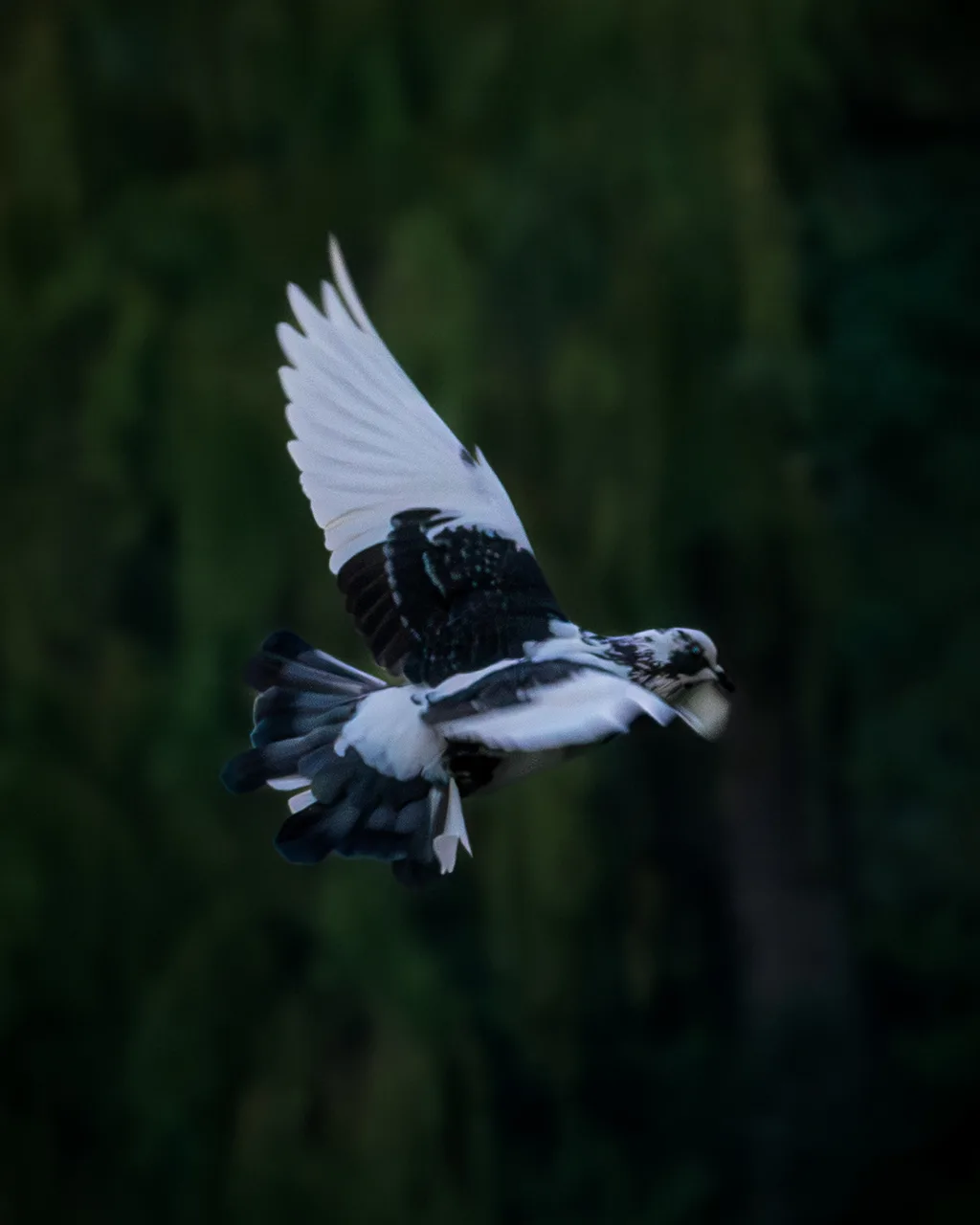 Picazuro Pigeon