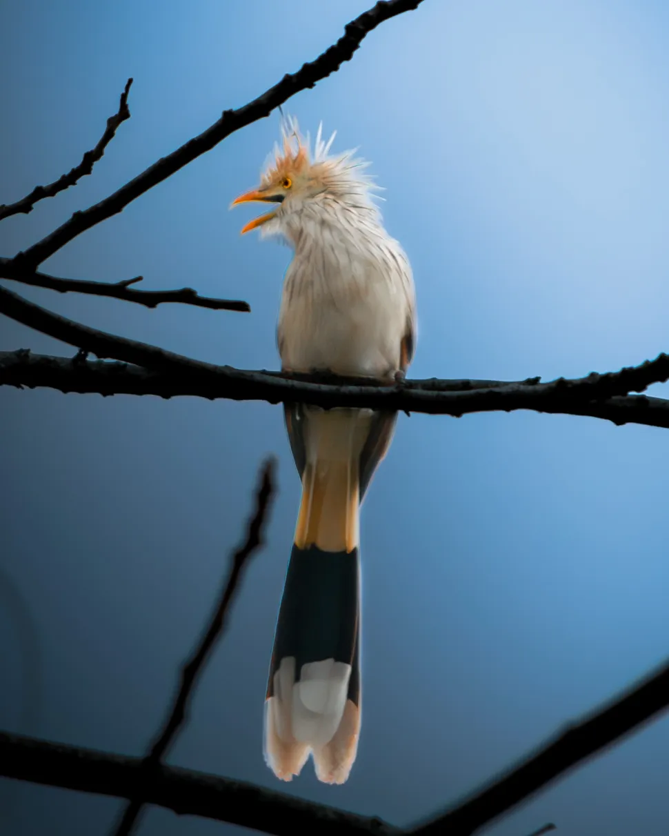 Guira Cuckoo