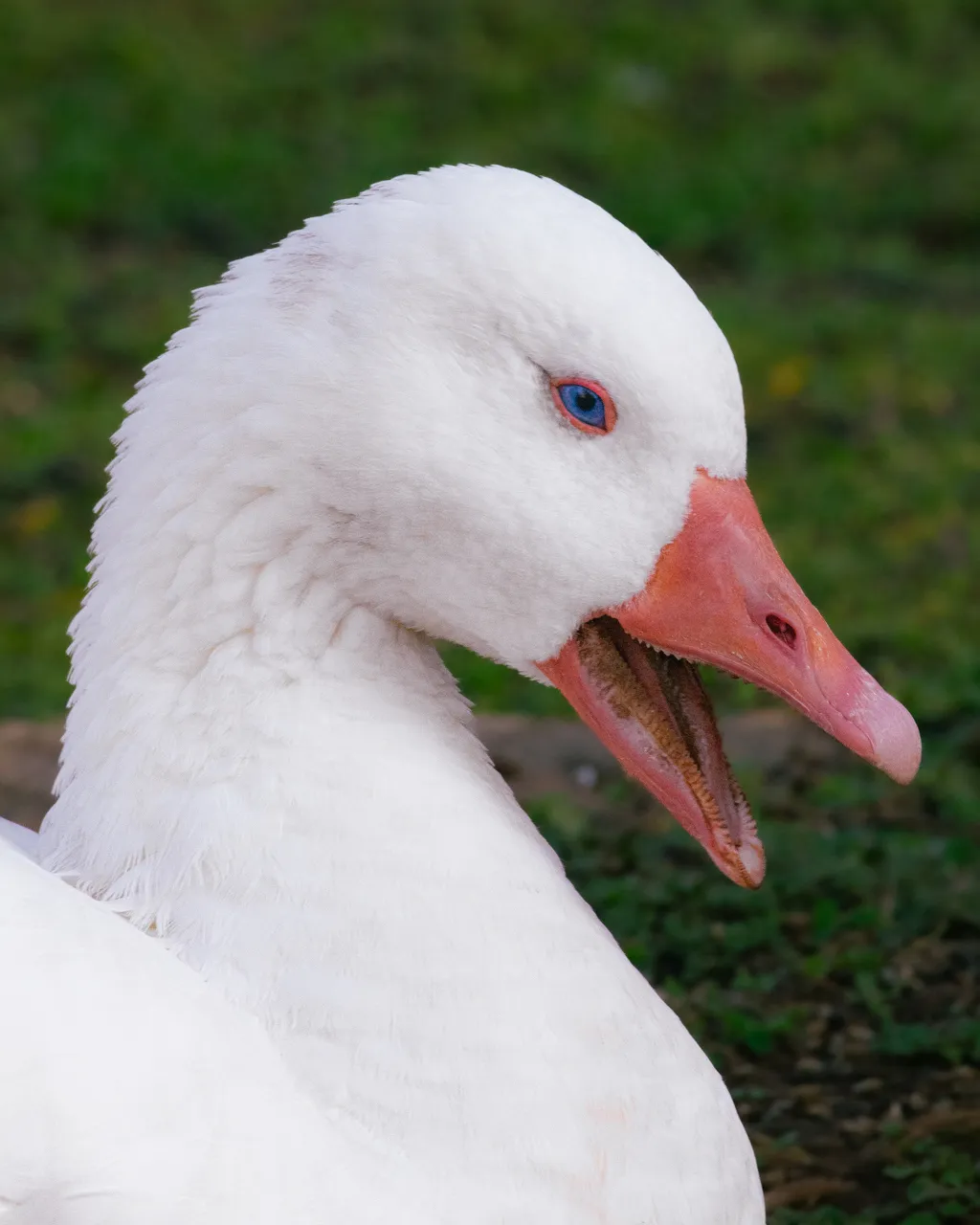 White Goose Calling Out