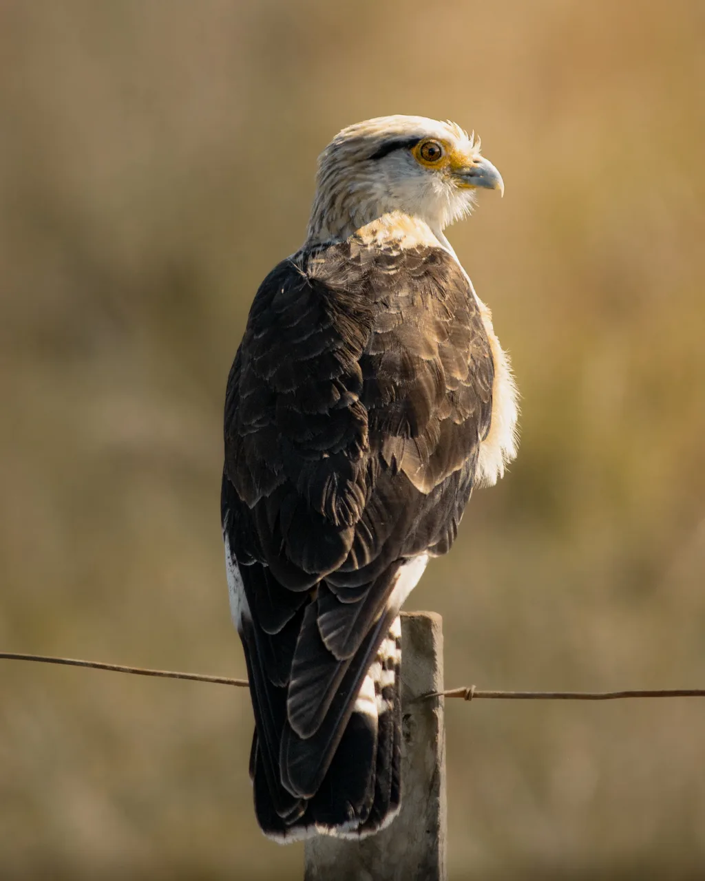 Yellow-headed Caracara